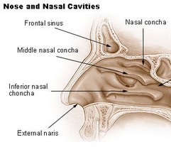 Nasal reflexterapi